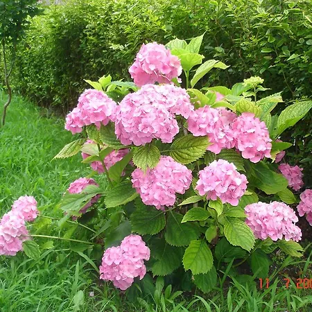 Szálloda Friends Family Napospart